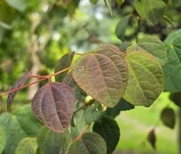 Cercidiphyllum japonicum  - Katsuraboom - 3
