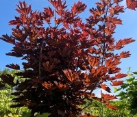 Acer platanoides 'Crimson Sentry' - Roodbladige Noordse Esdoorn - 2