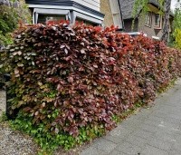 Fagus sylvatica 'Atropunicea' - Rode beuk - mei