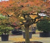 Acer palmatum 'Dissectum' - Japanse esdoorn 'Dissectum' - 1