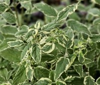 Caryopteris clandonensis 'White Surprise' - Baardbloem - 2