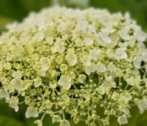 Hydrangea arborescens Incrediball Strong Annabelle