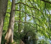 Taxodium distichum - Moerascypres - 9