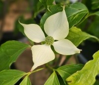 Cornus kousa 'Bultinck 's Giant Flowers' - Japanse grootbloemige kornoelje 'Bultinck 's Giant - 2