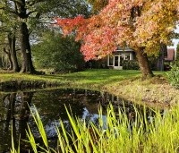 Liquidambar styraciflua - Amberboom - rood en geel blad in de herfst