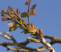 Gymnocladus dioica uitlopend blad