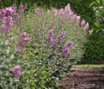 Syringa vulgaris 'Dark Purple'