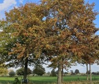 Quercus palustris - Moeraseik - 2