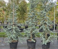 Cedrus libani 'Glauca' - Blauwe Ceder - 1
