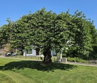 Prunus serrulata 'Kiku-shidare-zakura' - Japanse sierkers 'Kiku-shidare-zakura' - 3