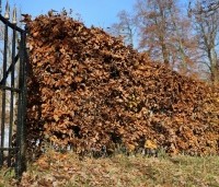 Fagus sylvatica - Groene beuk - 1