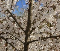 Prunus 'The Bride' - Wit bloeiende sierkers - 1
