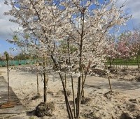 Prunus 'The Bride' - Wit bloeiende sierkers - 2