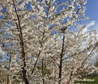 Prunus 'The Bride' - Wit bloeiende sierkers - 3