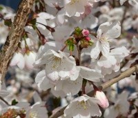 Prunus 'The Bride' - Wit bloeiende sierkers - 5