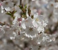 Prunus 'The Bride' - Wit bloeiende sierkers - 6