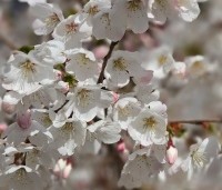 Prunus 'The Bride' - Wit bloeiende sierkers - 4