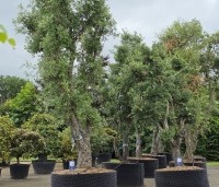 Quercus suber - Kurkeik - 2