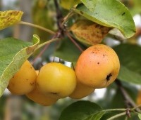 Malus 'Golden Hornet' - Sierappel 'Golden Hornet' - 1