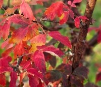 Acer griseum - Papieresdoorn - 1