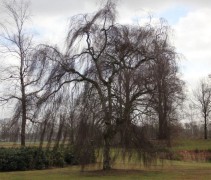 Betula Pendula