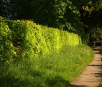 Fagus sylvatica