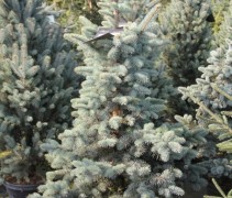 Picea Pungens Koster