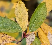 Nyssa sylvatica - Zwarte tulepoboom - 1