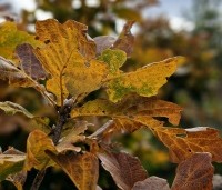Quercus pontica - Pontische eik - 3