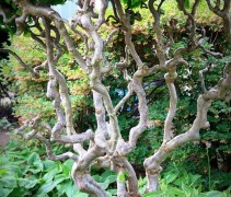 Corylus avellana 'Contorta'