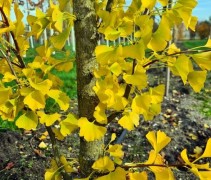 Ginkgo biloba 'Obelisk' (Fastigiata)