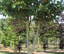 Platanus hispanica