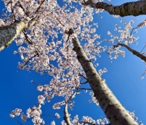 Prunus Pandora