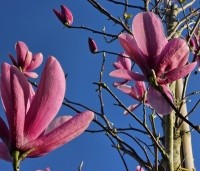 Magnolia 'Galaxy' - Beverboom - 2