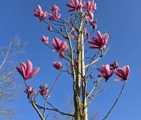 Magnolia 'Galaxy' - Beverboom - 1