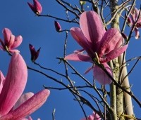 Magnolia 'Galaxy' - Beverboom - 4