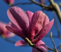 Magnolia 'Galaxy' - Beverboom - 3