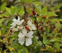 Rosa 'Guirlande d'Amour' - Roos 'Guirlande d'Amour ' - 1