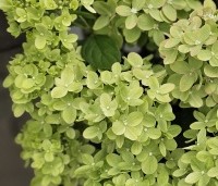 Hydrangea paniculata 'Little Lime' - Pluimhortensia 'Little Lime' - 2