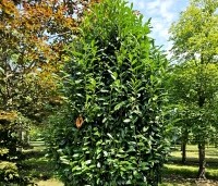 Prunus laurocerasus 'Genolia' - Laurierkers 'Genolia' - 2