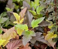 Physocarpus opulifolius 'Little Angel' - Blaasspiraea 'Little Angel' - vakbeplanting  - 1
