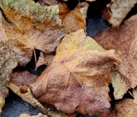 Tilia mongolica 'Buda' - Mongoolse Lindeboom - 3