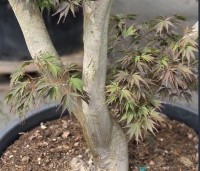 Acer palmatum 'Matsukaze' - Japanse esdoorn - 1