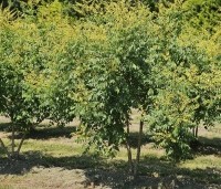Koelreuteria paniculata - Chinese vernisboom - 4