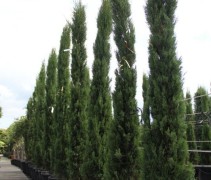 Cupressus semp. 'Pyramidalis'