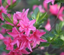 Rhododendron azalea Knaphill