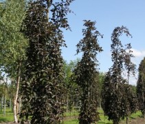 Rode Treurbeuk ‘Purpurea Pendula’ bomen op onze kwekerij