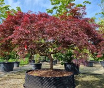 Acer palmatum 'Garnet'