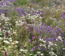 Borderpakket A- bloemenweide