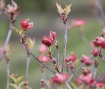 Cornus florida rubra